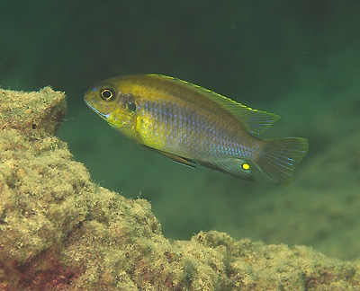 Tropheops sp. 'weed' Mbowe Island